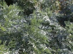 Angebote Wurzel Zeit Store -Angebote Wurzel Zeit Store halbstrauchiger wermut powis castle m057367 w 5