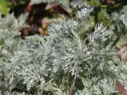 Halbstrauchiger Wermut 'Powis Castle' -Angebote Wurzel Zeit Store halbstrauchiger wermut powis castle m057367 w 6