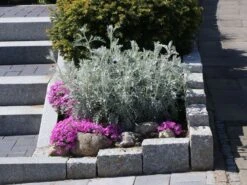 Halbstrauchiger Wermut 'Powis Castle' -Angebote Wurzel Zeit Store halbstrauchiger wermut powis castle m057367 w 7