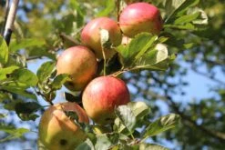 Herbstapfel 'Ariwa' -Angebote Wurzel Zeit Store herbstapfel ariwa m046645 452677 0