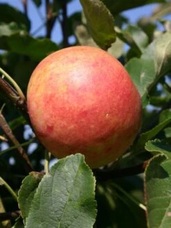 Herbstapfel 'Elstar' -Angebote Wurzel Zeit Store herbstapfel elstar m004818 w 0 1