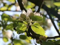 Herbstapfel 'Elstar' -Angebote Wurzel Zeit Store herbstapfel elstar m004818 w 0