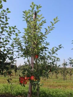 Herbstapfel 'Elstar' -Angebote Wurzel Zeit Store herbstapfel elstar m004818 w 1