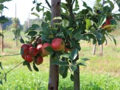 Herbstapfel 'Elstar' -Angebote Wurzel Zeit Store herbstapfel elstar m004818 w 2 1