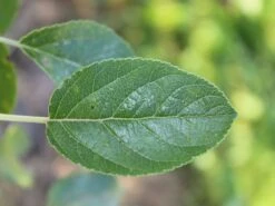 Herbstapfel 'Elstar' -Angebote Wurzel Zeit Store herbstapfel elstar m004818 w 3 1