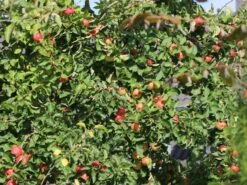 Herbstapfel 'Elstar' -Angebote Wurzel Zeit Store herbstapfel elstar m004818 w 3