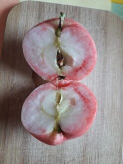 Herbstapfel 'Gravensteiner' -Angebote Wurzel Zeit Store herbstapfel gravensteiner m002562 939158 2