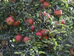 Herbstapfel 'Pia' -Angebote Wurzel Zeit Store herbstapfel pia m046386 w 1