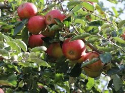 Herbstapfel 'Pia' -Angebote Wurzel Zeit Store herbstapfel pia m046386 w 2