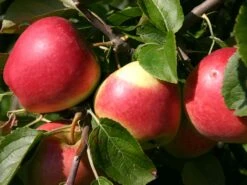 Herbstapfel 'Reglindis' -Angebote Wurzel Zeit Store herbstapfel reglindis m006562 w 1