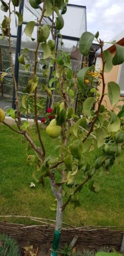 Herbstbirne 'Condo' -Angebote Wurzel Zeit Store herbstbirne condo m005050 193676 0