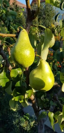 Herbstbirne 'Condo' -Angebote Wurzel Zeit Store herbstbirne condo m005050 193676 1