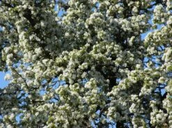 Herbstbirne 'Doppelte Philippsbirne' / 'Albertine' -Angebote Wurzel Zeit Store herbstbirne doppelte philippsbirne albertine m006626 w 0