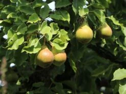 Herbstbirne 'Gellerts Butterbirne', 'Beurré Hardy' -Angebote Wurzel Zeit Store herbstbirne gellerts butterbirne beurr hardy m006628 w 0