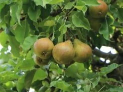 Herbstbirne 'Gellerts Butterbirne', 'Beurré Hardy' -Angebote Wurzel Zeit Store herbstbirne gellerts butterbirne beurr hardy m006628 w 1