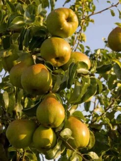 Herbstbirne 'Gellerts Butterbirne', 'Beurré Hardy' -Angebote Wurzel Zeit Store herbstbirne gellerts butterbirne beurr hardy m006628 w 2