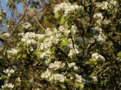 Herbstbirne / Winterbirne 'Alexander Lucas' -Angebote Wurzel Zeit Store herbstbirne winterbirne alexander lucas m000526 w 0