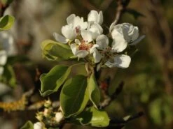 Herbstbirne / Winterbirne 'Alexander Lucas' -Angebote Wurzel Zeit Store herbstbirne winterbirne alexander lucas m000526 w 1