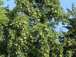 Herbstbirne / Winterbirne 'Alexander Lucas' -Angebote Wurzel Zeit Store herbstbirne winterbirne alexander lucas m000526 w 2