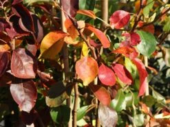 Herbstbirne / Winterbirne 'Alexander Lucas' -Angebote Wurzel Zeit Store herbstbirne winterbirne alexander lucas m000526 w 3