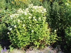 Hohe Flammenblume 'Jade' -Angebote Wurzel Zeit Store hohe flammenblume jade m080200 w 1