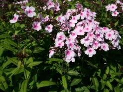 Hohe Flammenblume 'Kirmesländler' -Angebote Wurzel Zeit Store hohe flammenblume kirmeslaendler m001677 w 0