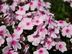 Hohe Flammenblume 'Kirmesländler' -Angebote Wurzel Zeit Store hohe flammenblume kirmeslaendler m001677 w 1