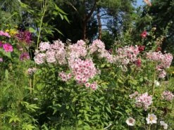 Hohe Flammenblume 'Kirmesländler' -Angebote Wurzel Zeit Store hohe flammenblume kirmeslaendler m001677 w 2