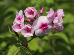 Hohe Flammenblume 'Kirmesländler' -Angebote Wurzel Zeit Store hohe flammenblume kirmeslaendler m001677 w 4