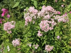 Hohe Flammenblume 'Kirmesländler' -Angebote Wurzel Zeit Store hohe flammenblume kirmeslaendler m001677 w 5