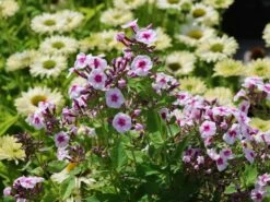 Hohe Flammenblume 'Kirmesländler' -Angebote Wurzel Zeit Store hohe flammenblume kirmeslaendler m001677 w 6