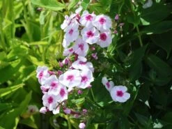 Hohe Flammenblume 'Kirmesländler' -Angebote Wurzel Zeit Store hohe flammenblume kirmeslaendler m001677 w 7