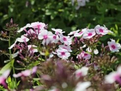 Hohe Flammenblume 'Swizzle' -Angebote Wurzel Zeit Store hohe flammenblume swizzle m059949 w 0