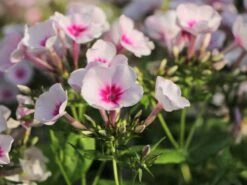 Hohe Flammenblume 'Swizzle' -Angebote Wurzel Zeit Store hohe flammenblume swizzle m059949 w 10