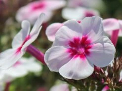 Hohe Flammenblume 'Swizzle' -Angebote Wurzel Zeit Store hohe flammenblume swizzle m059949 w 2