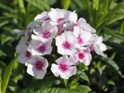 Hohe Flammenblume 'Swizzle' -Angebote Wurzel Zeit Store hohe flammenblume swizzle m059949 w 5