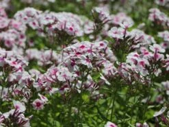 Hohe Flammenblume 'Swizzle' -Angebote Wurzel Zeit Store hohe flammenblume swizzle m059949 w 6