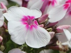 Hohe Flammenblume 'Swizzle' -Angebote Wurzel Zeit Store hohe flammenblume swizzle m059949 w 8