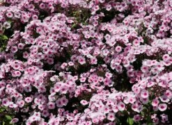 Hohe Flammenblume 'Swizzle' -Angebote Wurzel Zeit Store hohe flammenblume swizzle m059949 w 9