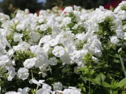 Hohe Flammenblume 'Younique White' -Angebote Wurzel Zeit Store hohe flammenblume younique white m059965 w 0