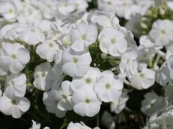 Hohe Flammenblume 'Younique White' -Angebote Wurzel Zeit Store hohe flammenblume younique white m059965 w 2