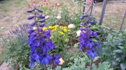 Hoher Rittersporn 'Finsteraarhorn' -Angebote Wurzel Zeit Store hoher rittersporn finsteraarhorn m015250 307684 1