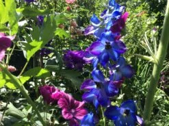 Hoher Rittersporn 'Finsteraarhorn' -Angebote Wurzel Zeit Store hoher rittersporn finsteraarhorn m015250 722377 0