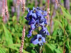 Hoher Rittersporn 'Finsteraarhorn' -Angebote Wurzel Zeit Store hoher rittersporn finsteraarhorn m015250 w 0