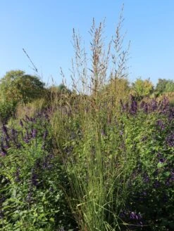 Hohes Pfeifengras 'Windspiel' -Angebote Wurzel Zeit Store hohes pfeifengras windspiel m044925 w 0