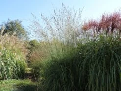 Hohes Pfeifengras 'Windspiel' -Angebote Wurzel Zeit Store hohes pfeifengras windspiel m044925 w 1