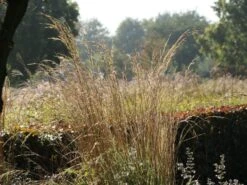 Hohes Pfeifengras 'Windspiel' -Angebote Wurzel Zeit Store hohes pfeifengras windspiel m044925 w 10