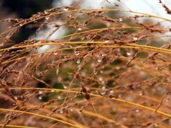 Hohes Pfeifengras 'Windspiel' -Angebote Wurzel Zeit Store hohes pfeifengras windspiel m044925 w 2