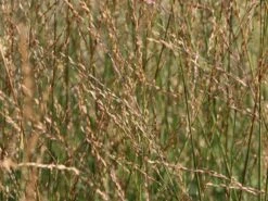 Hohes Pfeifengras 'Windspiel' -Angebote Wurzel Zeit Store hohes pfeifengras windspiel m044925 w 3