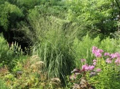 Hohes Pfeifengras 'Windspiel' -Angebote Wurzel Zeit Store hohes pfeifengras windspiel m044925 w 4